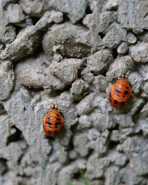 Baby Ladybug: 6 Pictures and 6 Amazing Facts - A-Z Animals