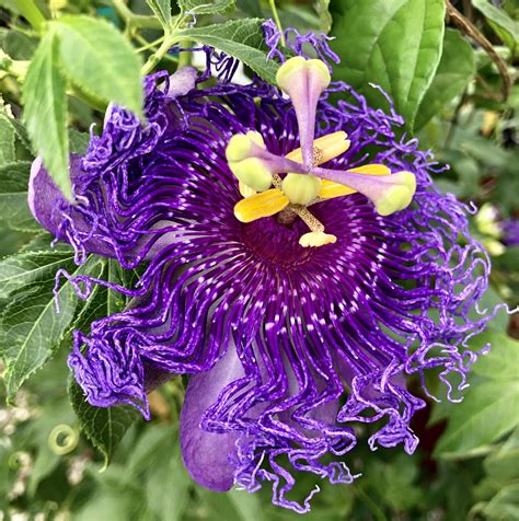 Passiflora incarnata, commonly known as maypop, purple passionflower ...