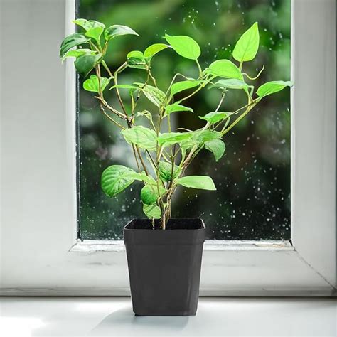 Gandha Prasarini Paederia foetida Live Plant