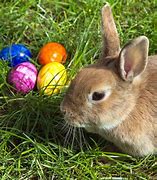 Image result for Easter Bunny Real Life