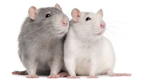 Learn About Rats by Sentinel Pest Control | We Can Help With Rat Control