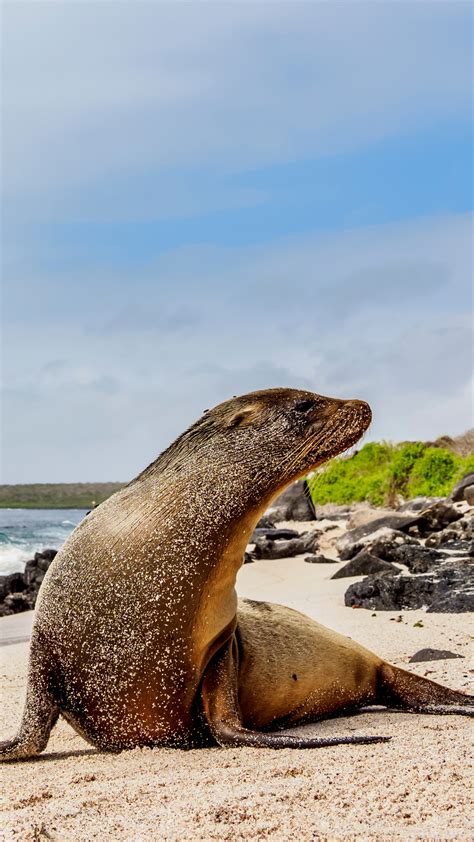 Galápagos Sea Lion (Zalophus wollebaeki) on a Punta Suarez beach ...