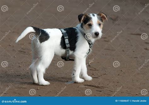 Parson Jack Russell puppy stock image. Image of young - 11684647