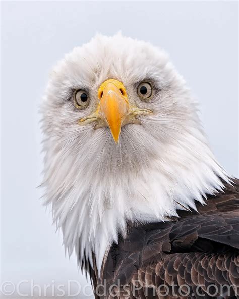 Bald Eagle Portrait/Stare — Nature Photography Blog