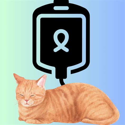 Cat Chit Chat: Does chemo work for cats suffering from lymphoma?