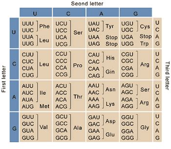 How to Code DNA Sequence Practice 的图像结果