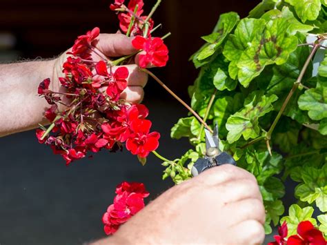 Geranium Plant Spreading Low