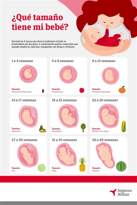 Desarrollo Embrionario Primeros Dias De Tu Bebe Embarazo Semana A
