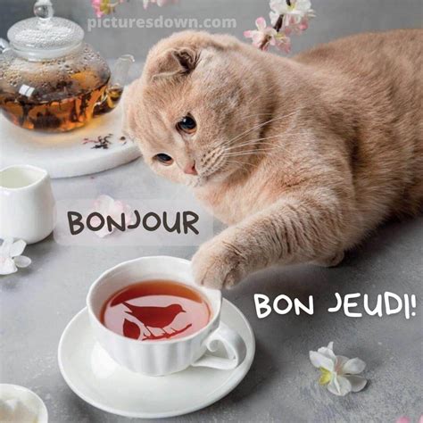 Bon jeudi image chat et thé - picturesdown.com