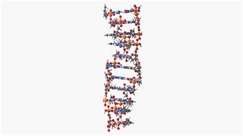 3D Z Form Deoxyribonucleic Acid Structure model | 3D Molier International