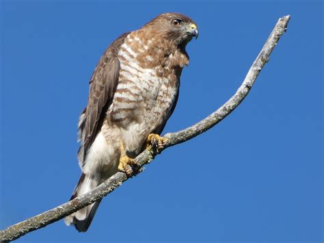 Broad Winged Hawk