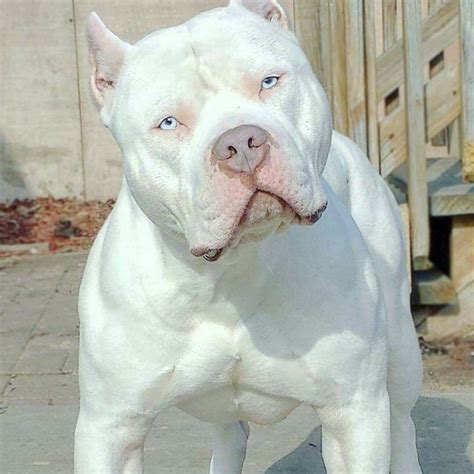 White Pit With Blue Eyes - Gimera
