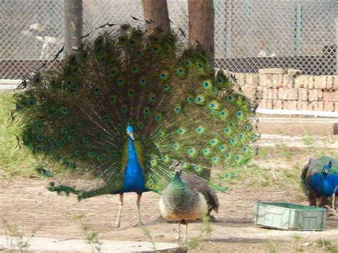 COMPLEJO ECOLOGICO MUNICIPAL ROQUE SAENZ PENA (2026) All You Need to ...