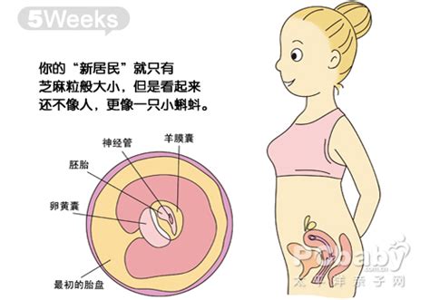 【大图】怀孕图解5周_怀孕1-10周图解_科普图库_太平洋亲子网