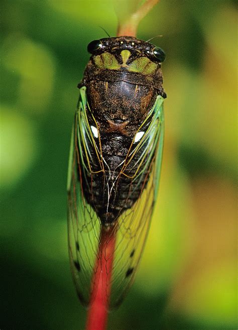 Feeding Dog Day Cicada