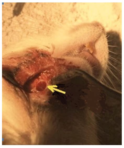 Morphological Reconstruction of a Critical Size Bone Defect in the ...