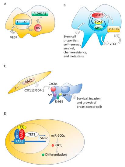 Two Opposing Faces of Retinoic Acid: Induction of Stemness or Induction ...