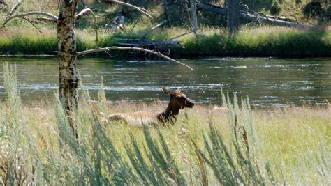 Image result for Wolves of Yellowstone Changing Ecosystem