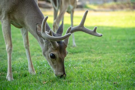 What Do Deer Eat? Common Foods and Misconceptions