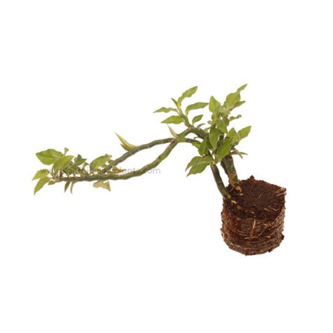 Pedilanthus Green Small Leaf – Santhi Online Plants