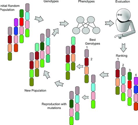 Image result for Genetic Algorithm Chromosomal