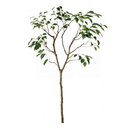 Tree Algorithm Icon Transparent Background 的图像结果