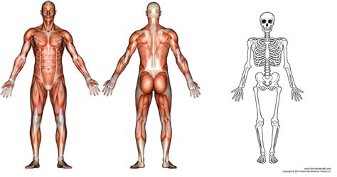 Image result for Skeletal System Muscular System