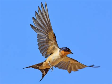 Barn Swallow - NestWatch