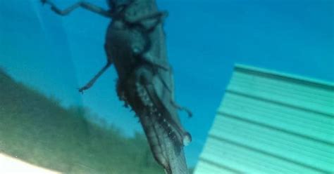 Biggest Grasshopper 的图像结果