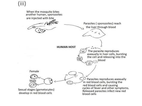 (i) How and at what stage does Plasmodium enter into a human body ? (ii ...