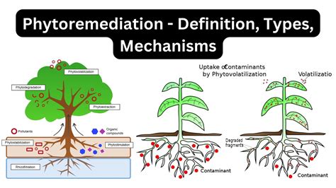 Bioaccumulation - Definition, Mechanisms, Applications - Biology Notes Online