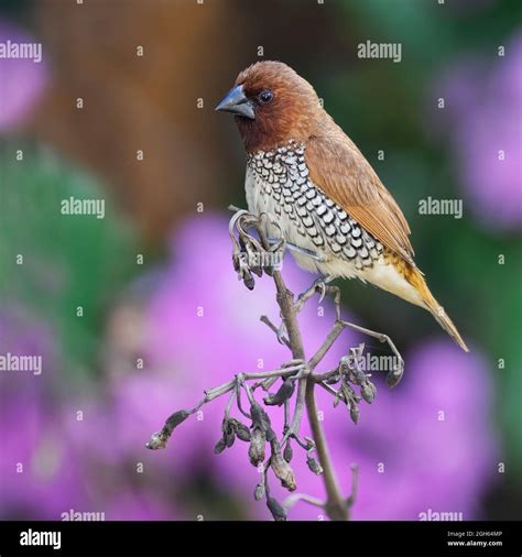 Scaly breasted munia Stock Photo - Alamy