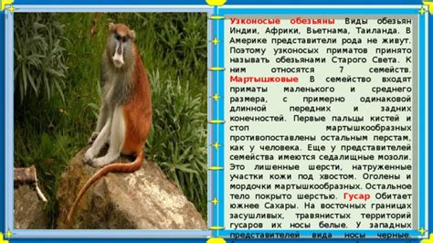 Презентация по биологии"Виды обезьян.Узконосые". 7 класс. 2018 г.