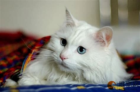 为什么越来越多人养“中华大白猫”？网友：养了就不想换猫了 - 知乎