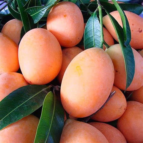 Maparang Fruit Plants (Bouea Macrophylla) – veliyathgardens