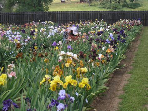 Image result for Iris Form Classification Example