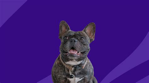 Zyrtec for dogs: Uses, dosage, and side effects