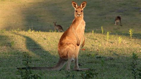 Antilopine Kangaroo