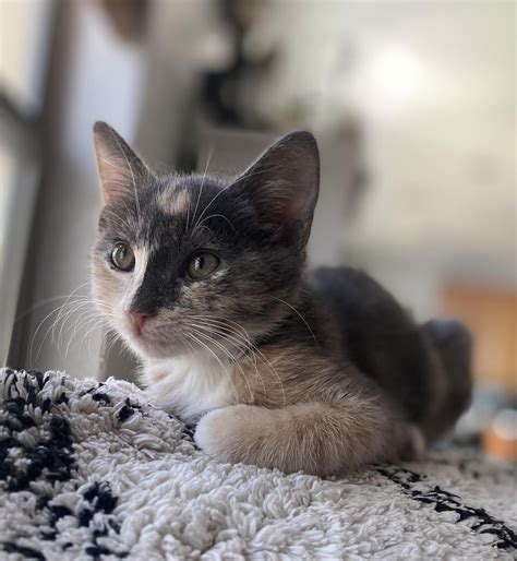 My almost 4 month old kitten~ : r/kittens