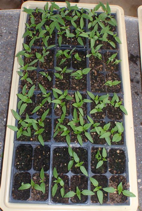 Bell Pepper Transplanting Seedlings