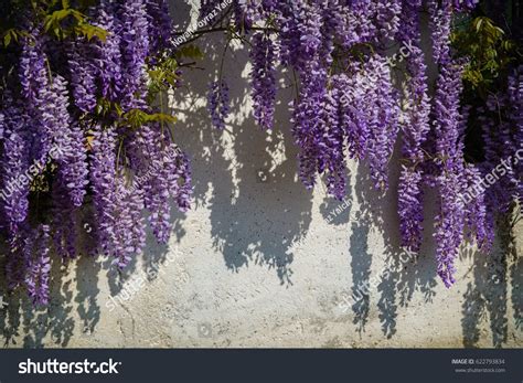 Group Hanging Plants Purple Flowers Known Stock Photo 622793834 ...