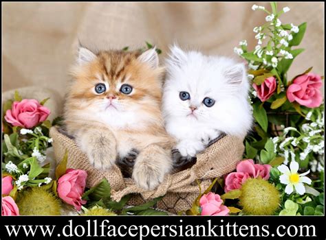 Teacup Persian kittens for sale | Doll Face Persian Kittens