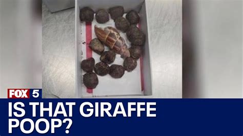 Image result for Giraffe Poop Facts