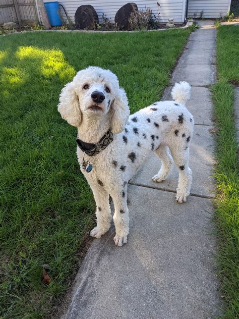 Dalmatian Poodle Mix