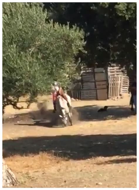 A Prototype of a Decision Support System for Equine Cardiovascular ...