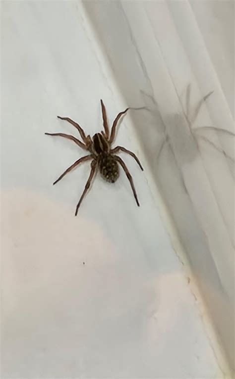 Found in my shower. What kind of spider is this? Dallas, TX : r/spiders