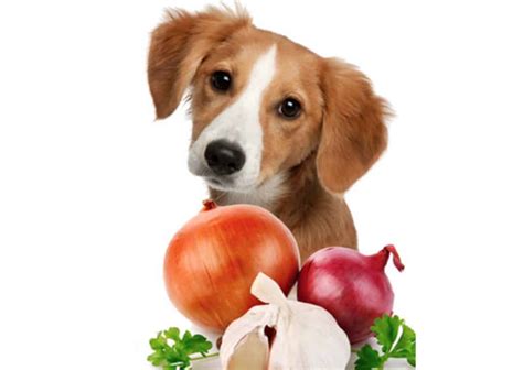 Can Dogs Eat Onions? Risks, Side Effects & Treatment