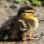 Image result for Cute Baby Animals Birds