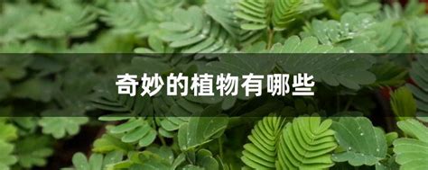 神奇的植物 Genshin Impact | HoYoLAB