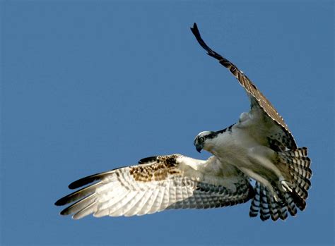 osprey-bird-in-flight-detailed-image-pandion-haliaetus.jpg (1800×1328) | Рисунки